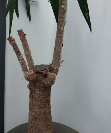 Meine Pflanzen gehen ein /Bromelie, Yucca, Bambus, Haselnuss