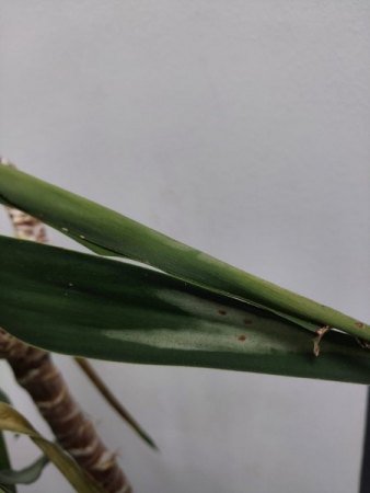 Meine Pflanzen gehen ein /Bromelie, Yucca, Bambus, Haselnuss