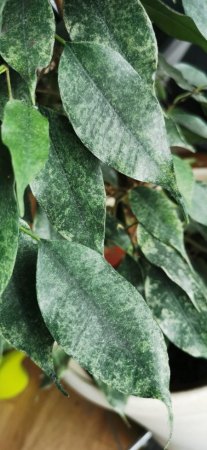 Was ist mit meinem Ficus los?