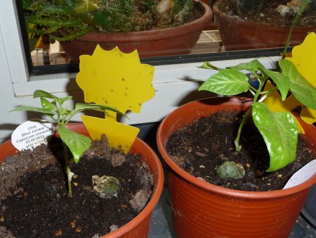 Gartengestaltung schwieriger Boden