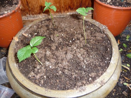 Kirschbaum