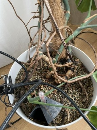 HILFE - meine große Monstera scheint zu sterben (Hydrokultur)