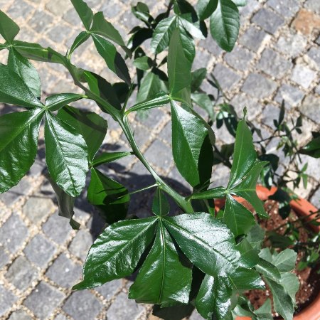 Pomeranze statt Zitrone?