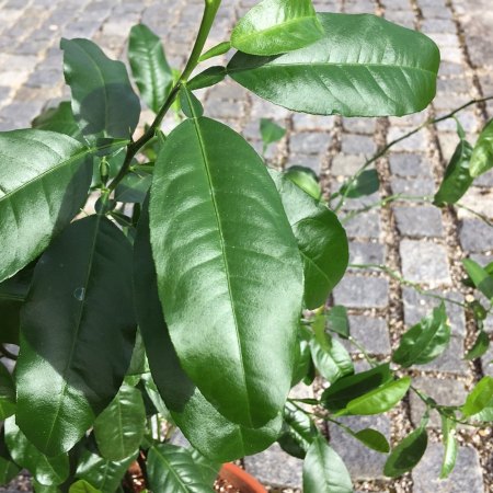 Pomeranze statt Zitrone?