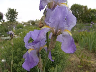 iris_barbata_bonnieblue.jpg