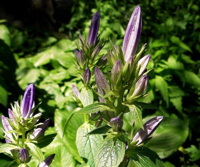 14.05.2007 campanula.jpg
