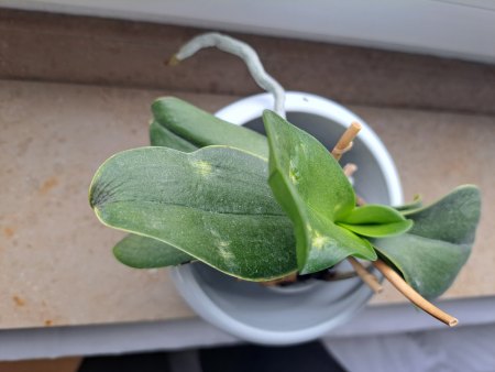 Phalaenopsis --- Blätter sehen komisch aus