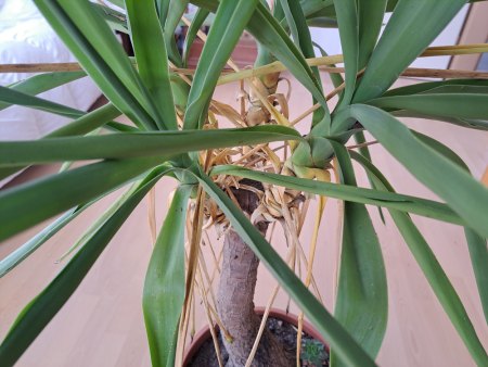 Yukka-Palme schwächelt