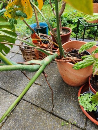 Monstera mit Sonnenbrand