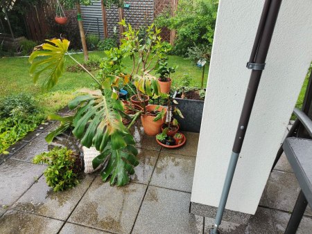 Monstera mit Sonnenbrand