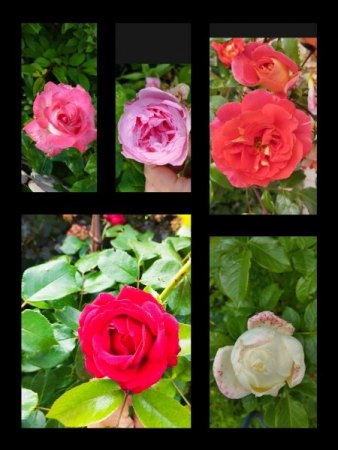 Rosen - Rosa