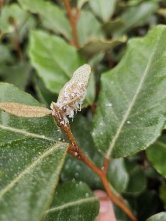 Schädlinge an Ölweide!!! - Blattflöhe - Psylloidea