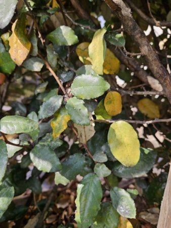 Schädlinge an Ölweide!!! - Blattflöhe - Psylloidea