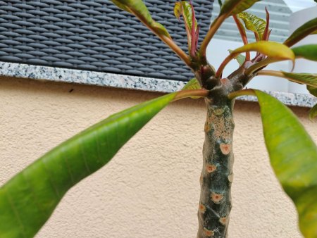 Frangipani - Tempelbaum - Plumeria V