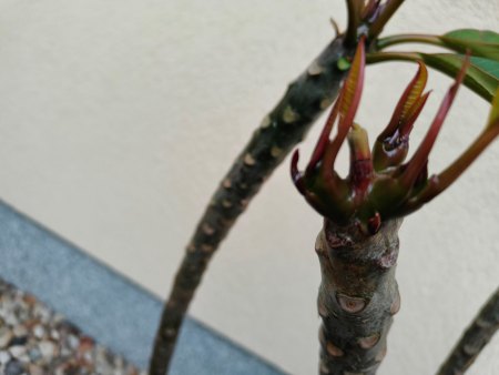 Frangipani - Tempelbaum - Plumeria V