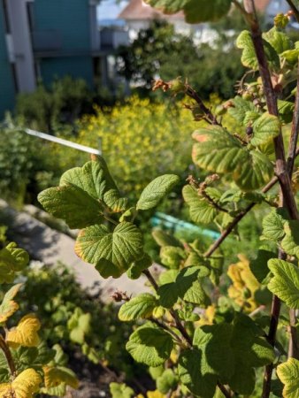 Blutjohannisbeere bekommt gelbe Blätter - bitte Hilfe!