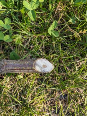 Blutjohannisbeere bekommt gelbe Blätter - bitte Hilfe!