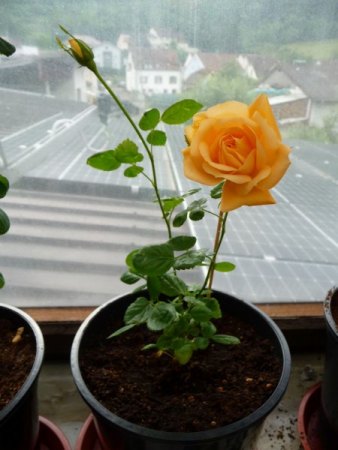gelbe Rose