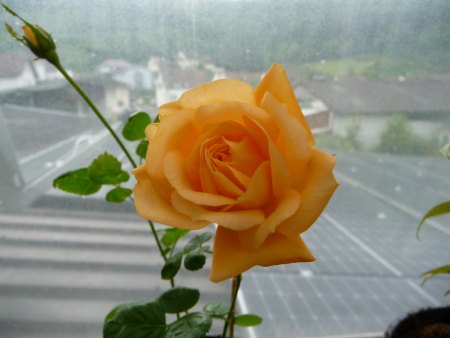 gelbe Rose