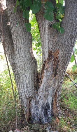 Maulbeerbaum braucht Hilfe