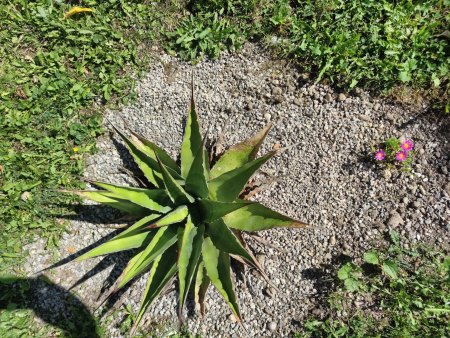 Wie schnell wachsen Mittagsblumen in die Breite?