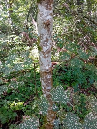 Bergahorn mit Blattmuster
