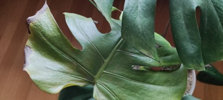Monstera macht Probleme Bitte um Hilfe