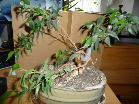 Ficus Benjamini