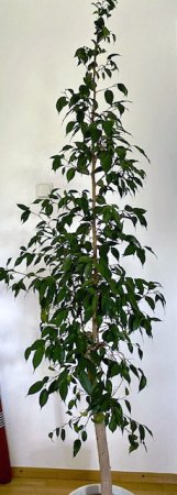 kleinblättriger Ficus