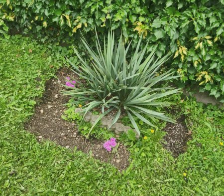 Riesen Zierlauch / Allium giganteum Globemaster Zwiebeln im Herbst direkt in Garten pflanzen?