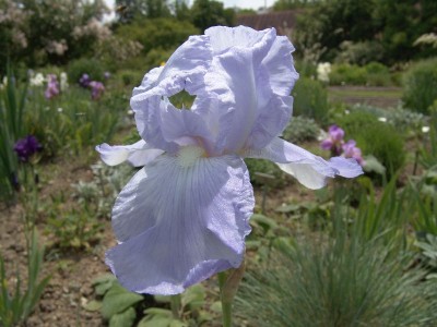 iris_barbata_christmasangel.jpg