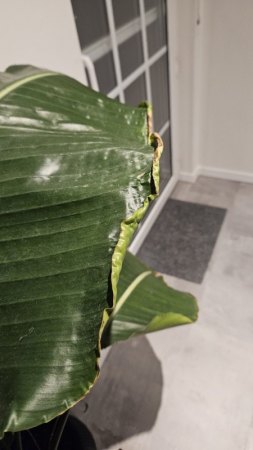 Strelitzie hat eingekräuselte Blattseite