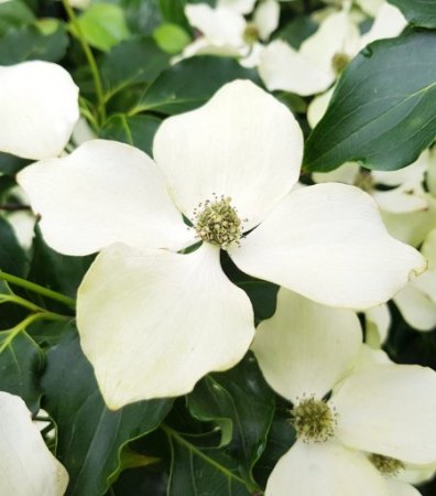 Cornus kousa Flower Tower -  Säulen Blumenhartriegel