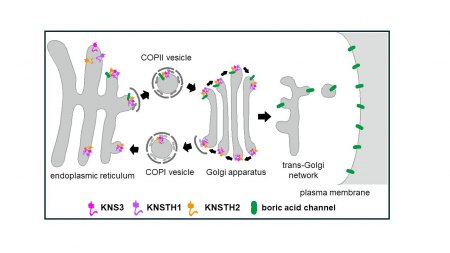 Der KNS3-KNSTH1-KNSTH2-Komplex fungiert als Frachtrezeptor für den Transport von Borsäurekanälen vom endoplasmatischen Retikulum zur Plasmamembran. Bildnachweis: Osaka Metropolitan University