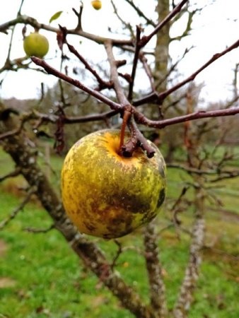 Angeschwärzte Äpfel