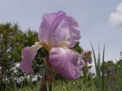 iris_barbata_deutscherrotwein.jpg