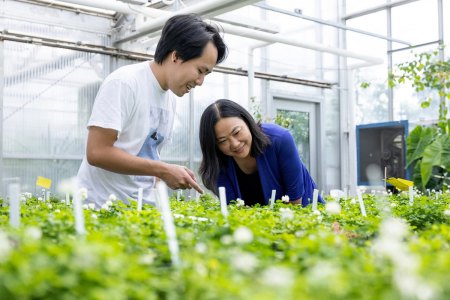 Sean Garcia, WashU - Xuehua Zhong (rechts), Professorin für Biologie an der WashU, erforscht die evolutionären Strategien, die Pflanzen nutzen, um zu gedeihen und zu überleben. Sie erforscht häufig Arabidopsis thaliana oder Ackerschmalwand.