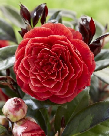 Fotohinweis: Plantipp_PM Awards Glazen Tulp – Camellia Femme Fatal: Gewinner des Hauptpreises in der Kategorie Gartenpflanzen wurde Camellia japonica L. Femme Fatale.
