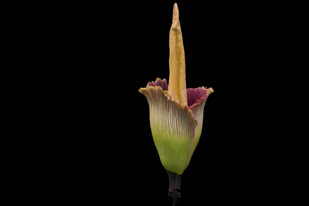 Geheimnisse des Titanenwurz gelüftet: Ein Einblick in die faszinierenden Eigenschaften der Amorphophallus titanum
