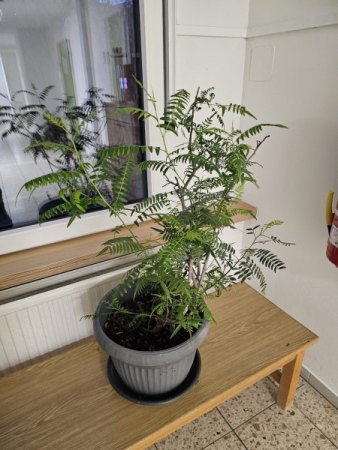 Welche Pflanze könnte das sein