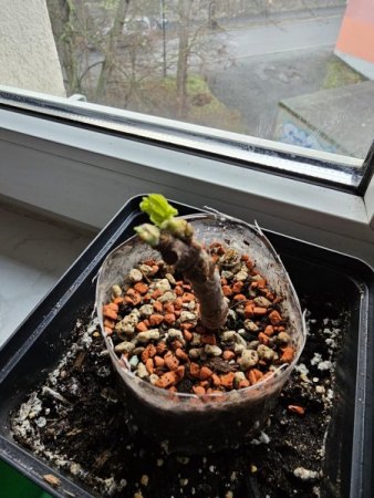 Ficus carica