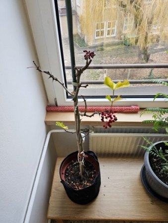 Welche Pflanze könnte das sein
