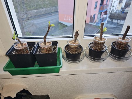 Ficus carica