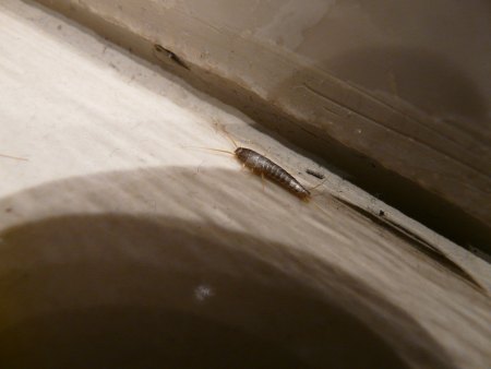 Schabe (blattodea) Brett_Hondow pixabay.com