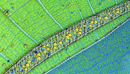 Die Rolle der RNA auf Pflanzenblättern: Einblick in ihre Bedeutung und Auswirkungen auf mikrobielle Gemeinschaften