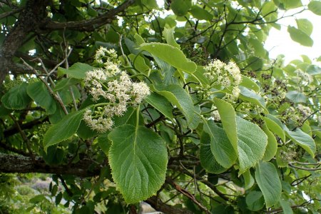 Ehretia dicksonii Blüten - Krzysztof Ziarnek, Kenraiz, CC BY-SA 4.0 , via Wikimedia Commons
