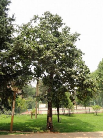 Ehretia dicksonii - Habitus - Kunming Botanical Garden - Daderot, Public domain, via Wikimedia Commons