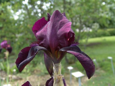 iris_barbata_rubychimes.jpg