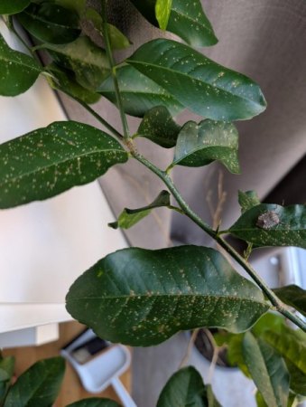 Hilfe! Unbekannter Befall an meinem Limettenbaum