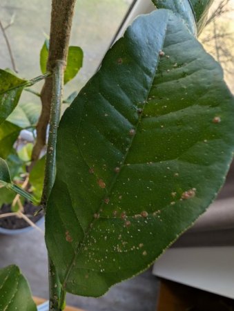 Hilfe! Unbekannter Befall an meinem Limettenbaum